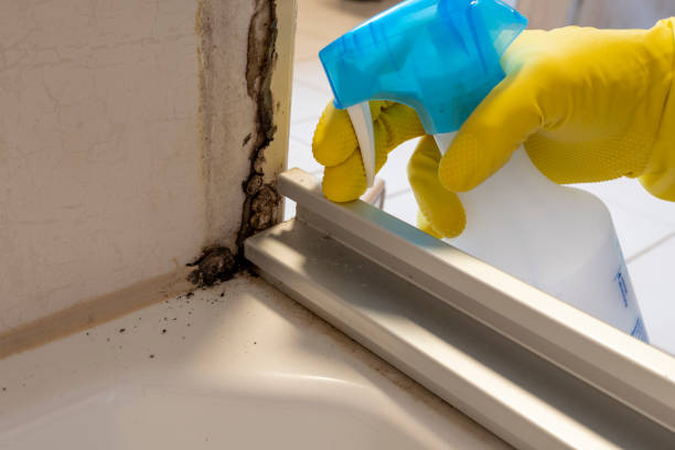 Best HVAC Mold Remediation in Bourbonnais, IL