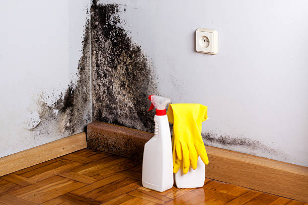 Best Insurance-Related Mold Remediation in Bourbonnais, IL