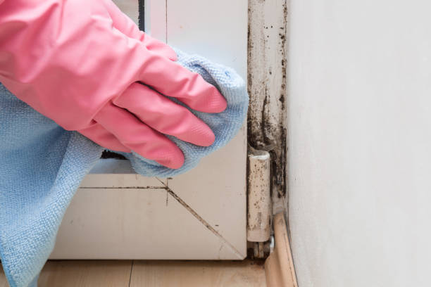 Best Mold Remediation for Specific Building Types in Bourbonnais, IL