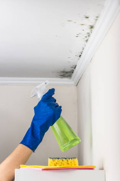 Trusted Bourbonnais, IL Mold Remediation Experts
