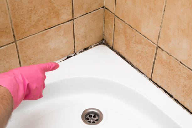 Best Mold Testing and Inspection Services in Bourbonnais, IL